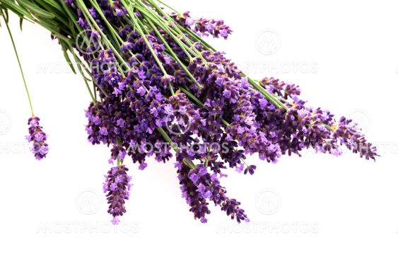 Lavender flowers on the white background
