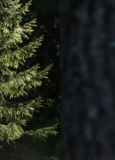 Sunlight filters through lush greenery in a tranquil...