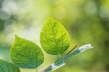 Sunlight shining through green leaves. Green leaves...