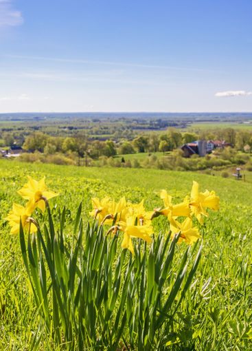 Beautiful Wild daffodils in bloom a sunny day in May
