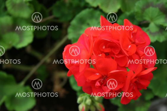 Geranium