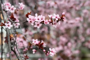 Cherry blossoms on thin branches with a soft background....
