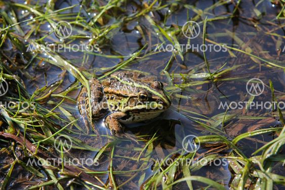 Frog in river