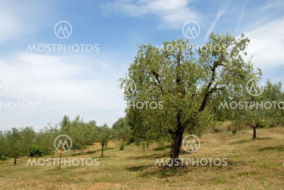 Olive orchard