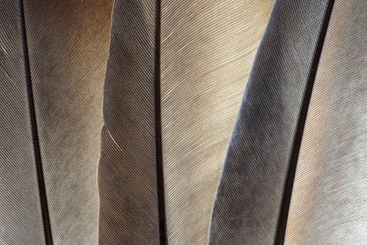 Gray feathers background