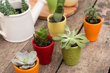 Colorful potted plants arranged on a wooden table in a...