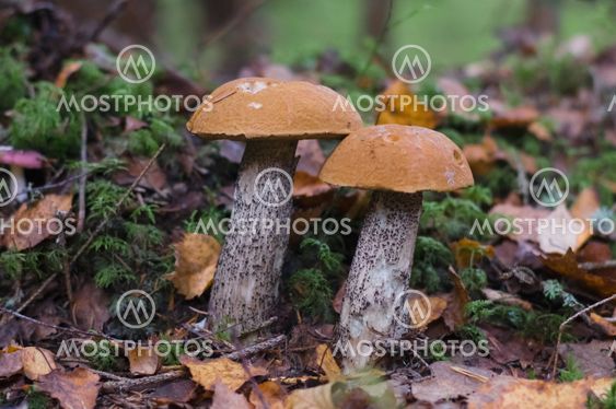 Two orange-cup boletus (Leccinum Aurantiacum) in autumn forest