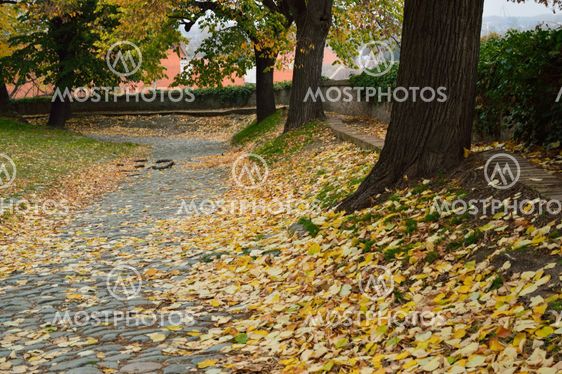 Autumn Walk Road