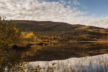 Hill and forest by lake