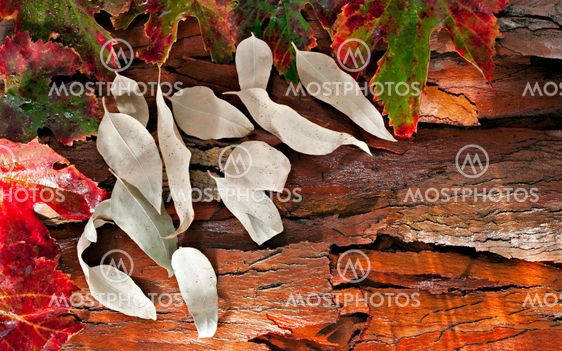 Colorful wet autumn leaves and pods arranged on stripped...