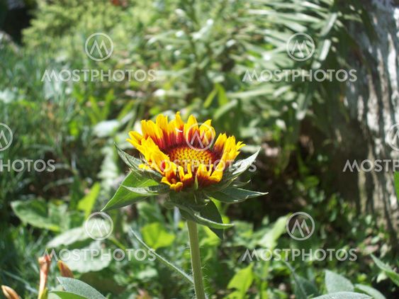 Yellowish Flower