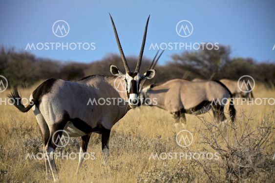 Oryx eating grass in Etosha National Park Namibia