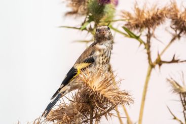 European goldfinch with juvenile plumage, feeding on the...