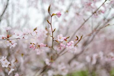 Beautiful cherry tree blossoming on spring. Beauty in...