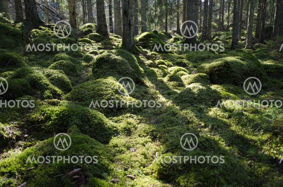 Green mossy backlit forest