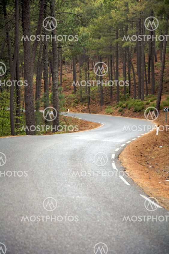 two curves at the forest