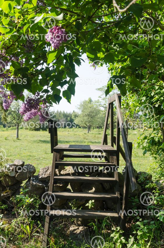 Stätta vid blommande syrener vid stigen till Djurstads...