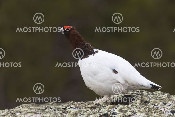 Willow grouse sitting on a rock