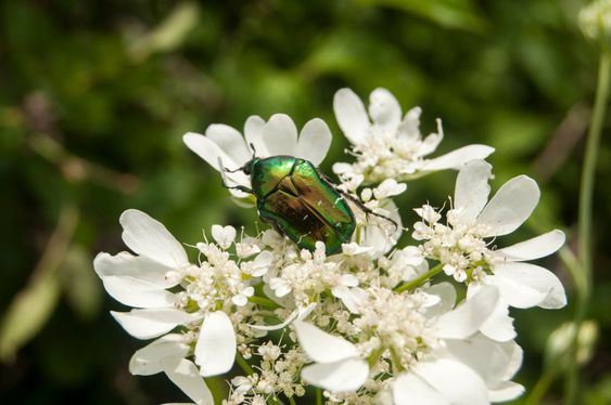 Golden stag beetle