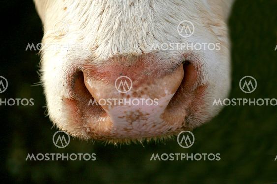 Sniffing