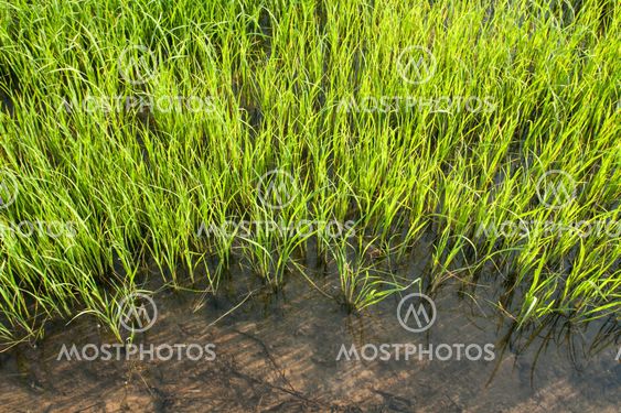 Seedlings of rice growing in paddy fields with water
