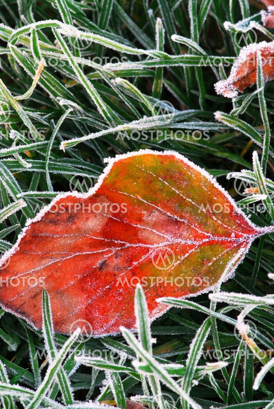 Frosty leaf