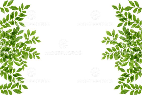 green fresh leaves frame