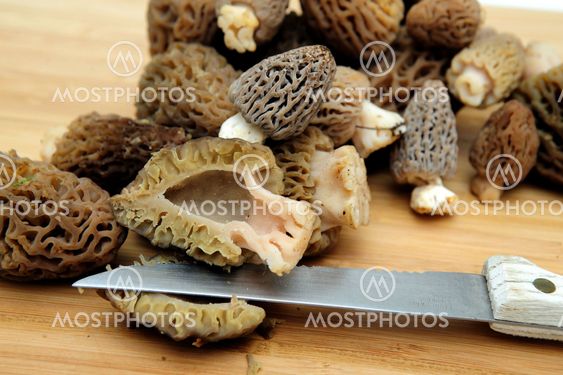 Morel Mushroom