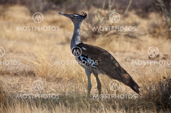 a kori bustard in etosha national park