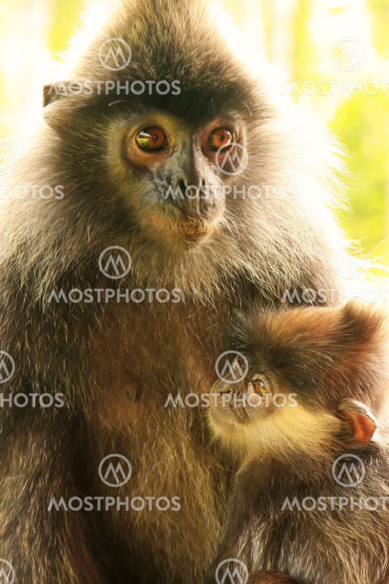 Silvered leaf monkey with a baby, Borneo, Malaysia