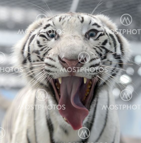white bengal tiger face