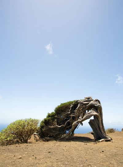 gnarled old juniper tree bent by the wind, El Hierro