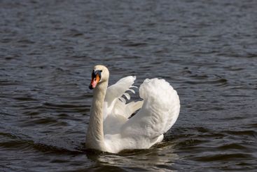 white swans who arrived in eastern Europe in the spring...