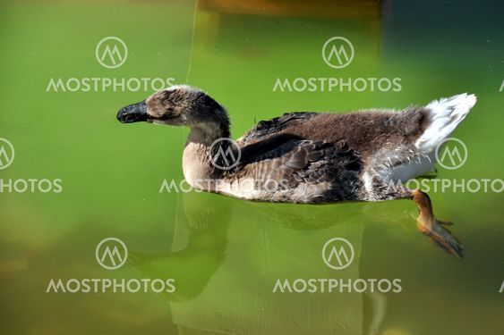 duck