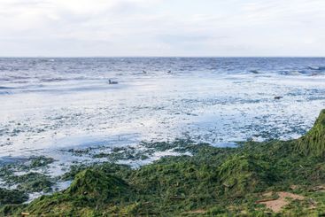 algae proliferating on the seashore during a water bloom