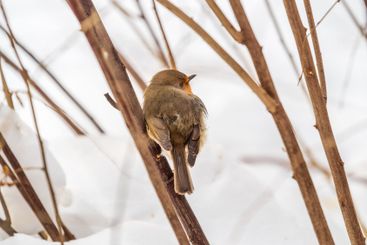 Cute bird the European Robin, Erithacus rubecula....