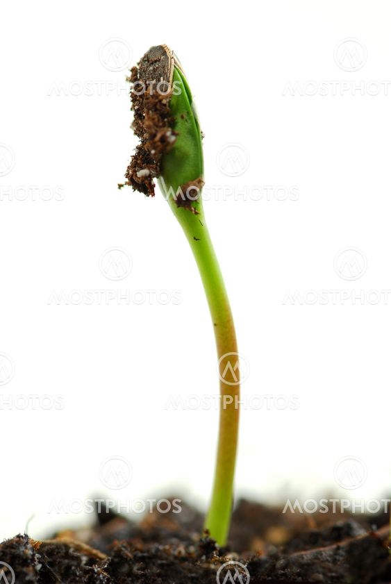 Sprout