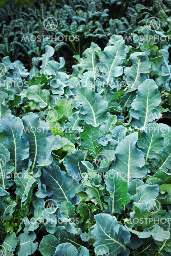 Vegetable garden - kale