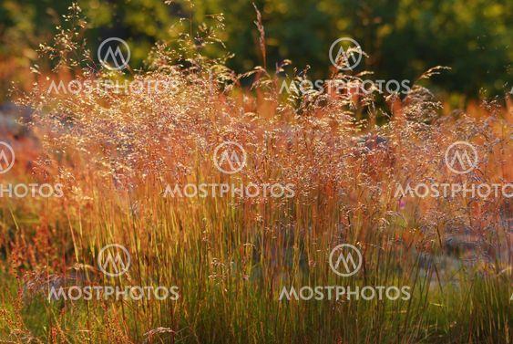 Grass /Gräs