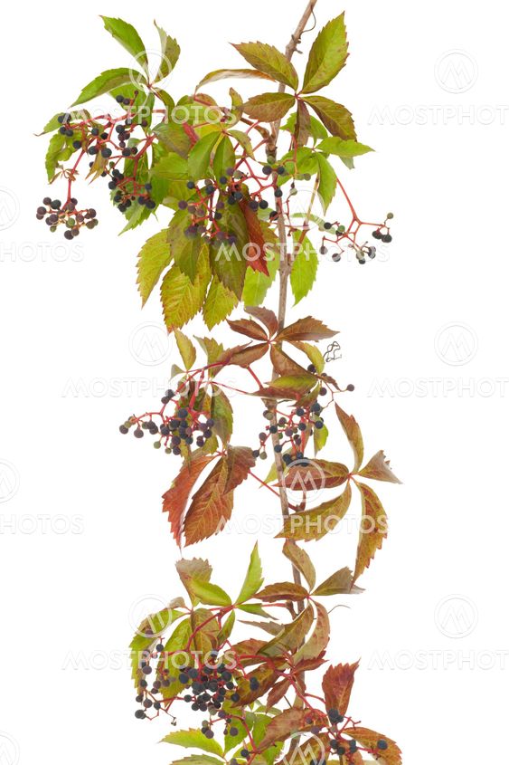 Boston ivy