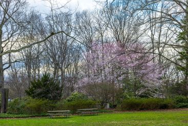 Early spring park in New Jersey with blooming cherry tree,