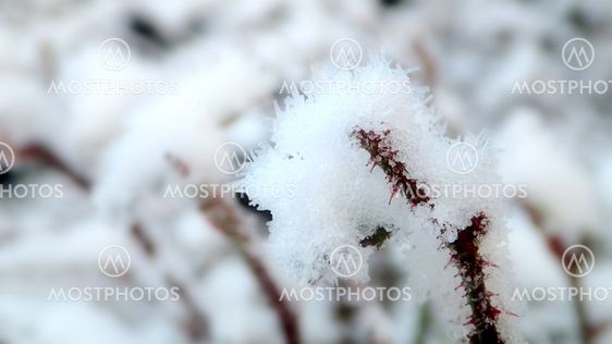 Snö
