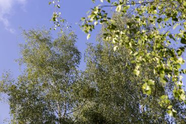 birch foliage in the spring season