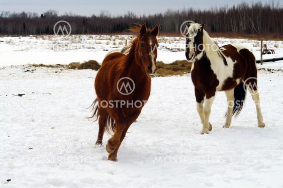 Horses Racing
