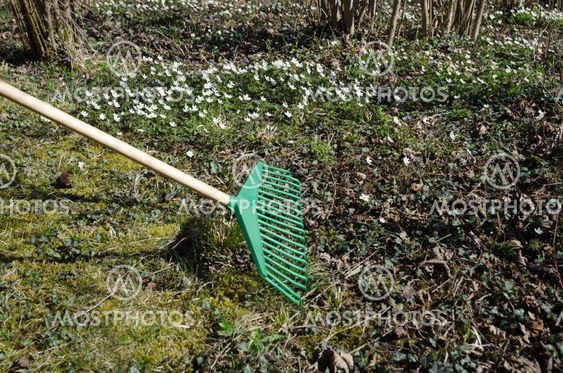 Spring gardening with a green rake