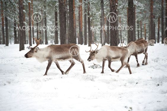 reindeer