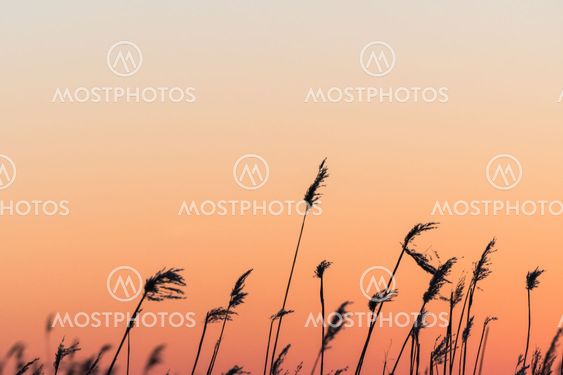 Fluffy reed flowers by sunset
