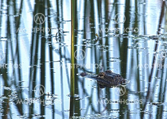 HDR Gator stalking in the reeds