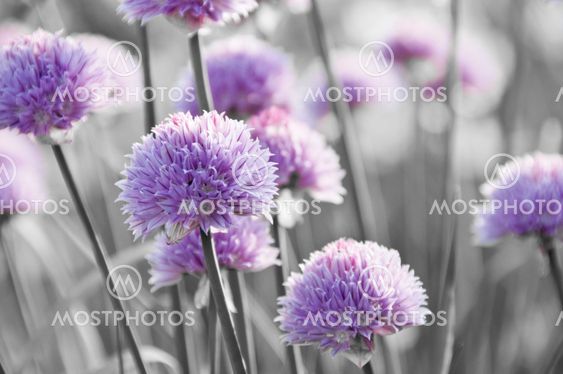 Närbild på gräslökens blommor