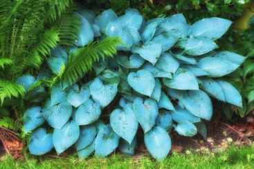 Garden, blue and hosta perennials flowers in nature for...